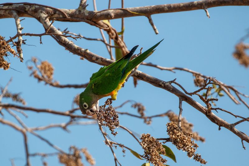 Myracrodruon urundeuva, photographed by Thomaz de Carvalho Callado
