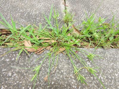 Cyperus compressus, photographed by chiuluan