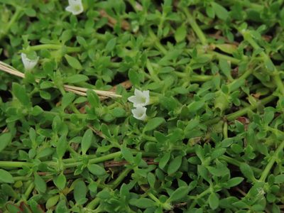 Dentella repens, photographed by chiuluan