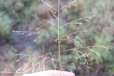 Panicum capillare, photographed by Henry "Nick" Robertson