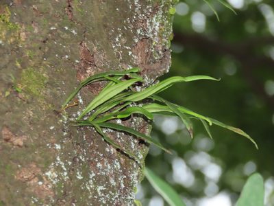 Lepisorus thunbergianus, photographed by chiuluan