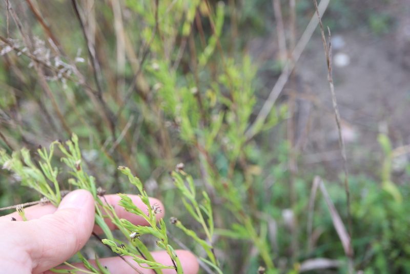 Symphyotrichum boreale, photographed by Henry "Nick" Robertson