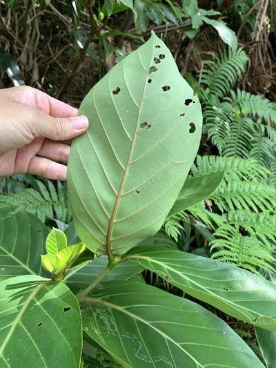 Neonauclea reticulata, photographed by 呂一起(Lyu yi-chi)