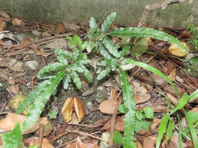 Pteris ensiformis, photographed by chiuluan