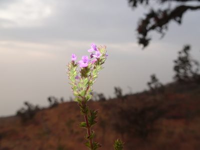 Micromeria imbricata, photographed by Fabien Anthelme