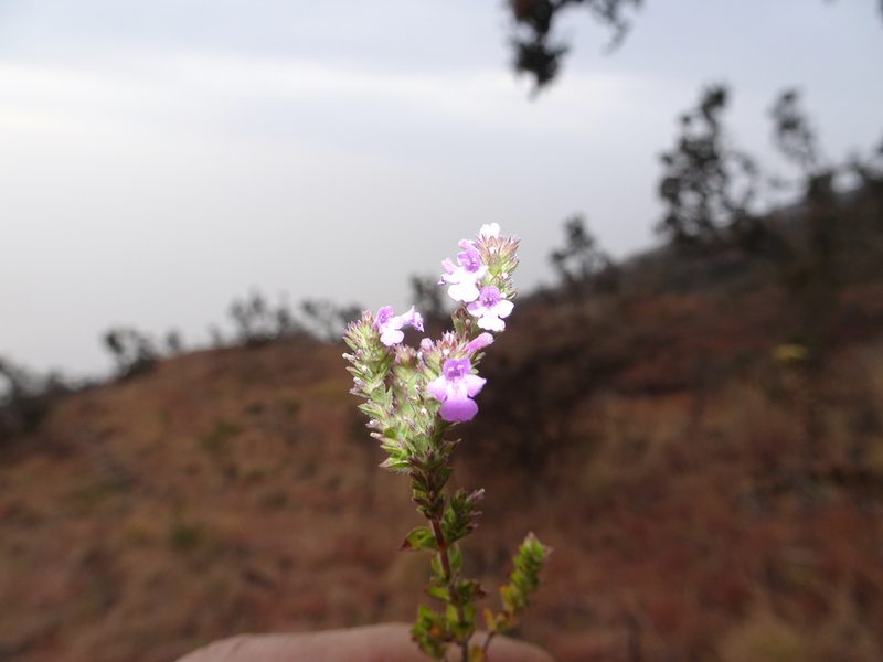 Micromeria imbricata, photographed by Fabien Anthelme