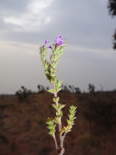 Micromeria imbricata, photographed by Fabien Anthelme