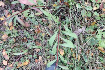 Solidago juncea, photographed by Henry "Nick" Robertson