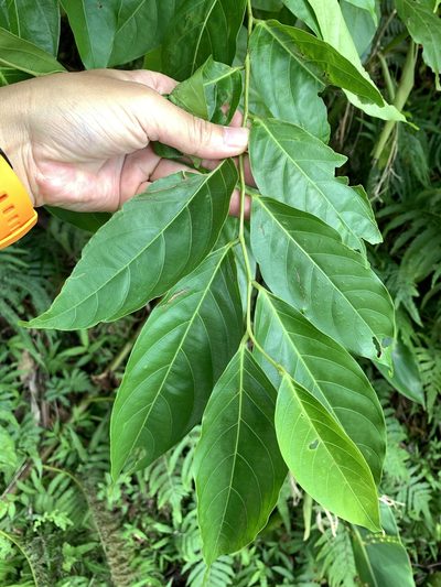 Glochidion lanceolatum, photographed by 呂一起(Lyu yi-chi)