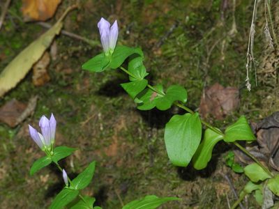 Gentianella quinquefolia, photographed by Michael J. Papay