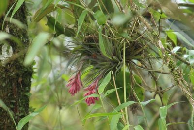 Tillandsia geminiflora, photographed by Carlos Henrique Russi