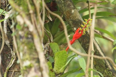 Aechmea nudicaulis, photographed by Carlos Henrique Russi
