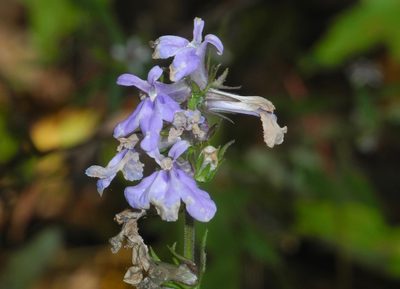 Lobelia puberula, photographed by Michael J. Papay
