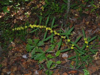 Solidago caesia, photographed by Michael J. Papay