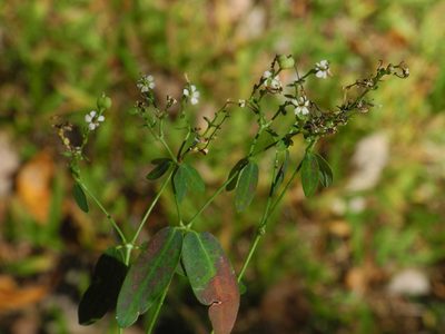Euphorbia corollata, photographed by Michael J. Papay