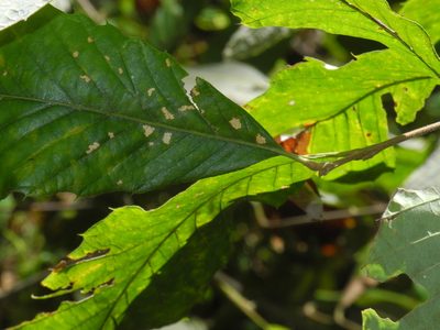Castanea pumila, photographed by Michael J. Papay