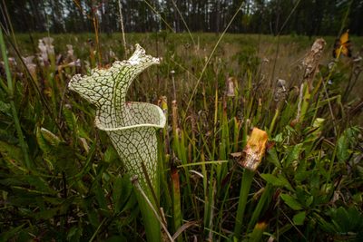 Sarracenia leucophylla, photographed by evangrimes