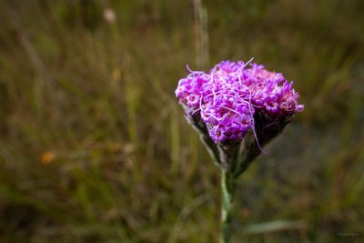 Carphephorus pseudoliatris, photographed by evangrimes