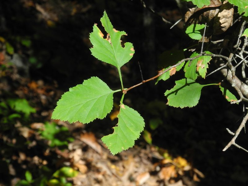 Crataegus phaenopyrum, photographed by Michael J. Papay
