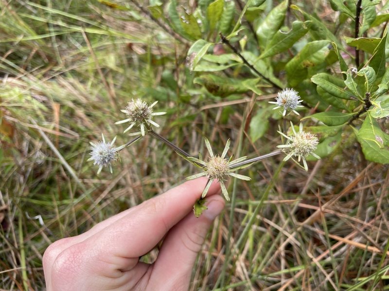 Eryngium integrifolium, photographed by evangrimes