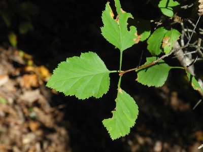 Crataegus phaenopyrum, photographed by Michael J. Papay