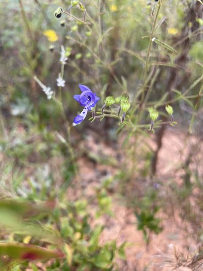 Trichostema setaceum, photographed by evangrimes