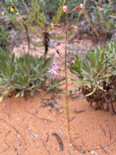 Dicerandra fumella, photographed by evangrimes