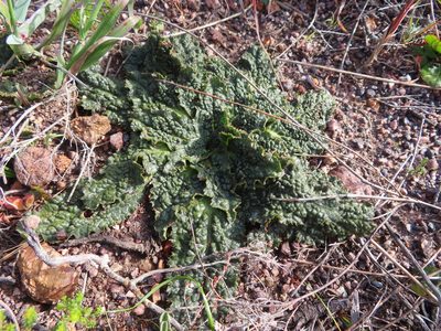 Lichtensteinia latifolia, photographed by linkie
