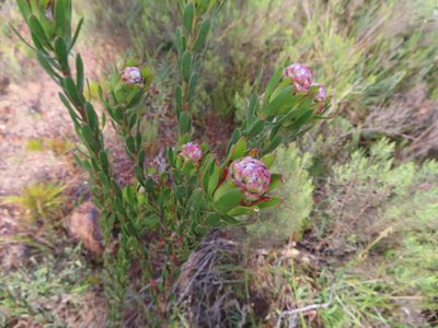 Leucadendron stelligerum, photographed by linkie