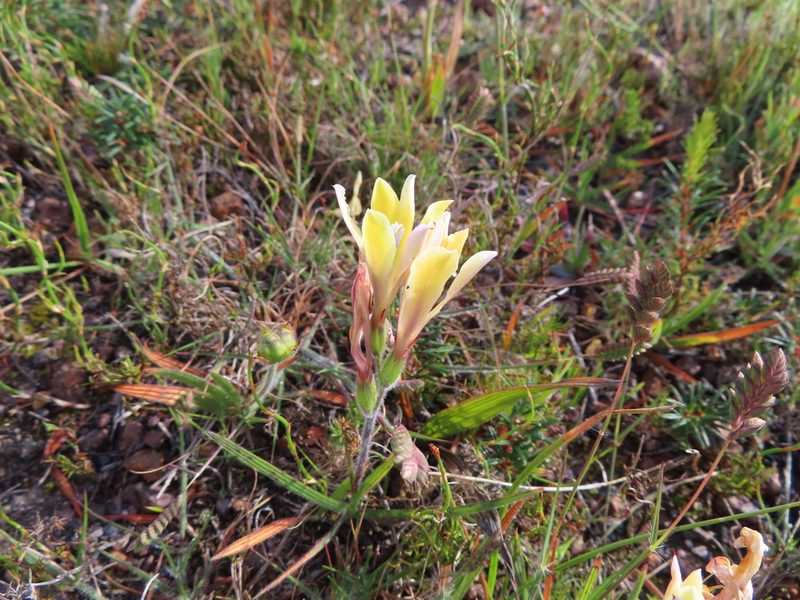 Babiana patula, photographed by linkie