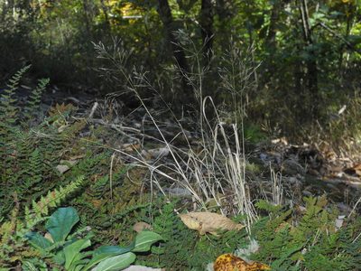 Agrostis perennans