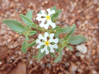 Zaluzianskya affinis, photographed by Peter Warren