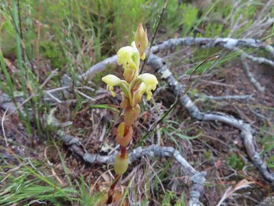 Satyrium bicorne, photographed by linkie