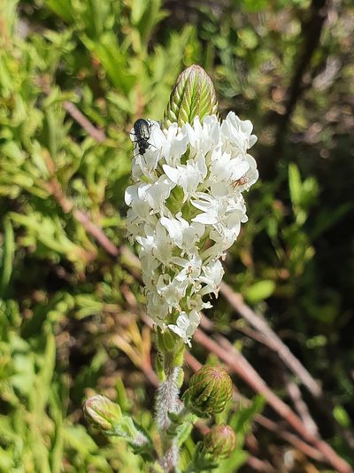 Hebenstretia lanceolata, photographed by Corli du Toit Smith