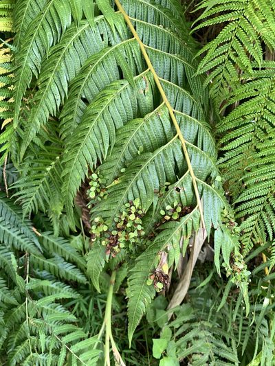 Woodwardia prolifera, photographed by 呂一起(Lyu yi-chi)