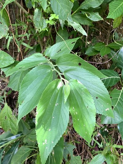 Leucosyke quadrinervia, photographed by 呂一起(Lyu yi-chi)