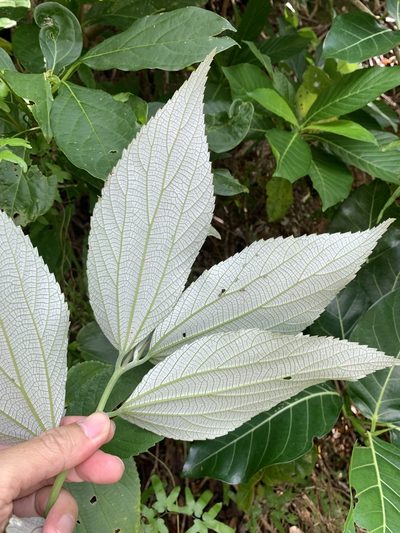 Leucosyke quadrinervia, photographed by 呂一起(Lyu yi-chi)