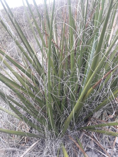 Hesperaloe funifera, photographed by José Gerardo Velasco