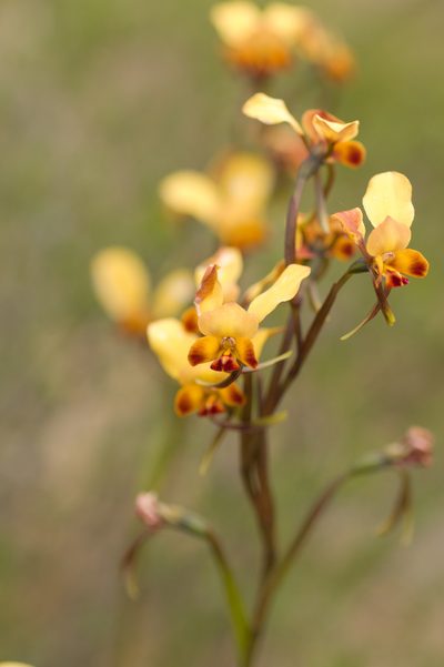 Diuris brumalis, photographed by Hugo Innes