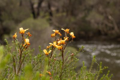 Diuris brumalis, photographed by Hugo Innes