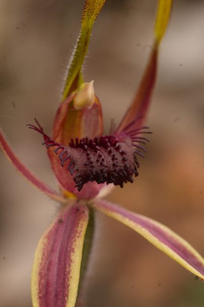 Caladenia arrecta, photographed by Hugo Innes