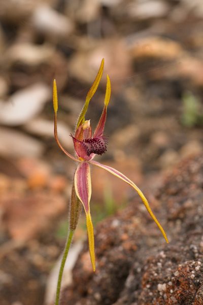 Caladenia arrecta, photographed by Hugo Innes