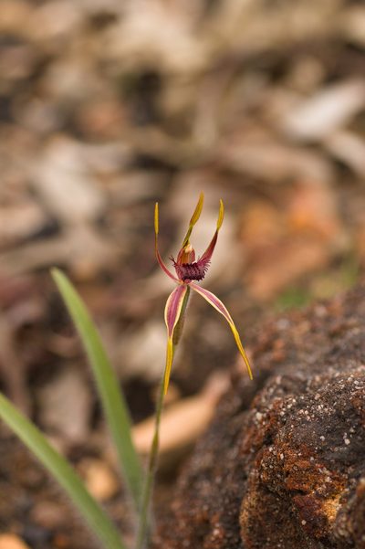 Caladenia arrecta, photographed by Hugo Innes