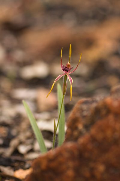 Caladenia arrecta, photographed by Hugo Innes