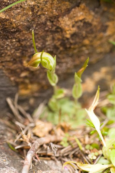 Pterostylis erubescens, photographed by Hugo Innes