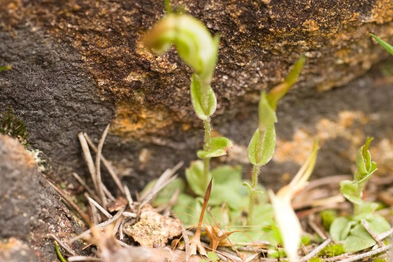 Pterostylis erubescens, photographed by Hugo Innes