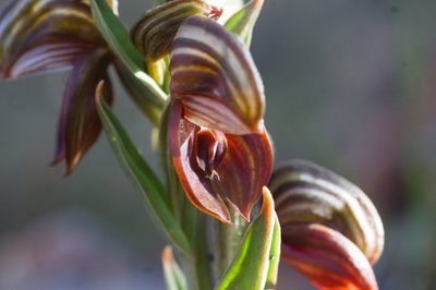 Pterostylis sanguinea, photographed by Hugo Innes