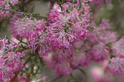 Hakea lissocarpha, photographed by Hugo Innes