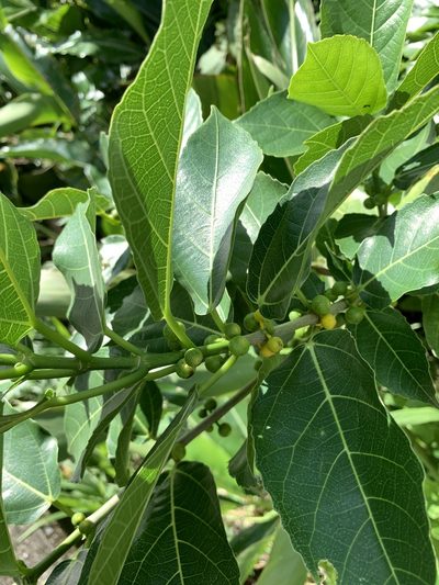 Ficus cumingii, photographed by 呂一起(Lyu yi-chi)