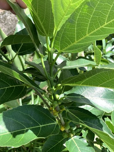 Ficus cumingii, photographed by 呂一起(Lyu yi-chi)
